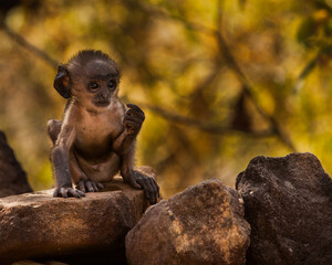 Rhesus Macaque Baby on rocks