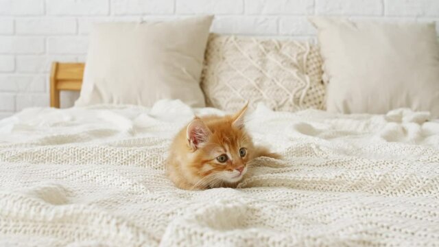 4k Ginger Cat hunting for a mouse on a white bed. Funny red Kitten trying to catch the toy slow motion. High quality 4k footage