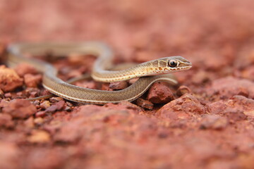 snake on the stone