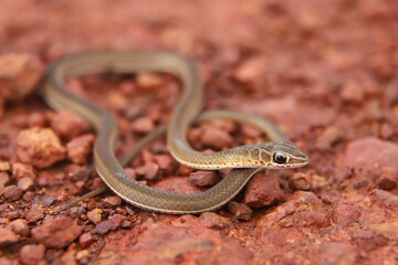close up of a snake