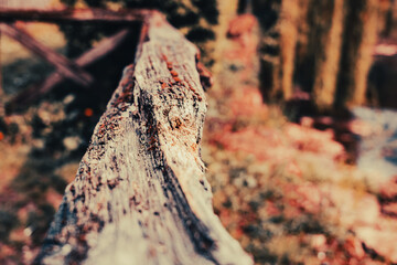 a wooden fence with moss, at sunset in the autumn
