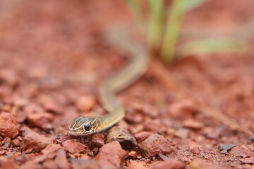Fototapeta premium snake in the grass
