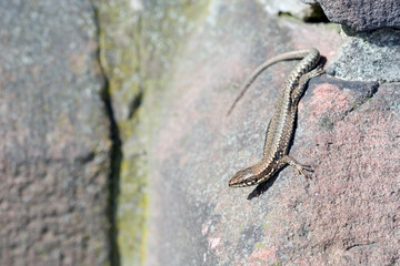 Mauereidechse