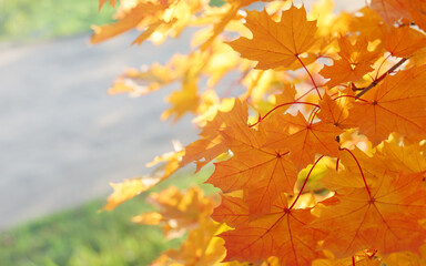 Naklejka na ściany i meble Selective focus, autumn lush foliage maple leaves on tree