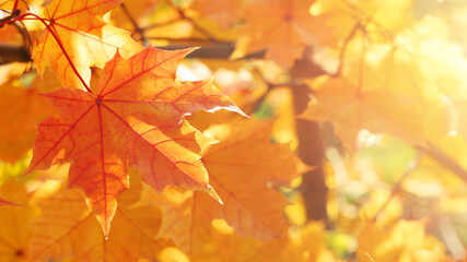 Naklejka na ściany i meble Selective focus, autumn lush foliage maple leaves on tree on sunny day