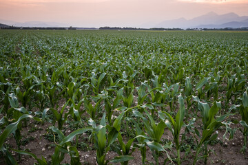 Green field with young corn on sunlight