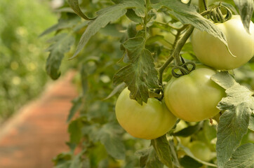 tomatoes