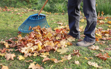 Person rake autumn bright maple leaves on grass