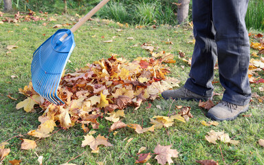Person rake autumn bright maple leaves on grass in sunny day
