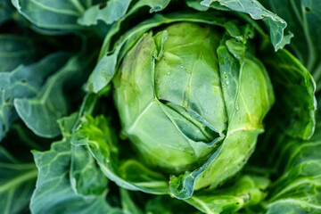 Fototapeta premium Cabbage head growing on vegetable bed in garden. Agriculture. Healthy and healthy food for humans.