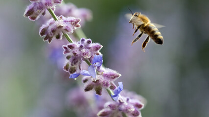 Honigbiene im Anflug 