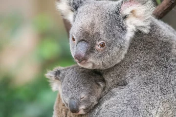 Tuinposter Mother koala looks up into camera lens as her baby sleeps in her arms © jodie777
