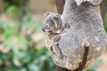 Baby koala looks out to the left as it rest on its mother’s side.