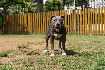 Pit bull dog playing in the park. Selective focus.