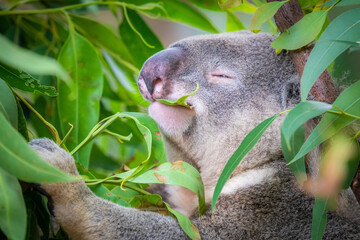 Koala having a look of bliss as it eats eucalyptus leaves from a tree in Australia.