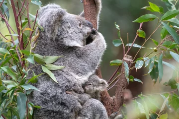 Fototapeten Koala sitting in a eucalyptus tree as it’s joey clings to it’s belly almost hiding from the world. © jodie777