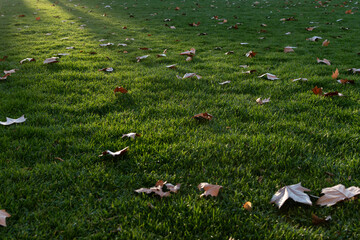 Dried maple leafs over green grass under golden sunlight