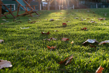 Dried maple leaves over green grass under golden sunlight with folding chairs in blurry background