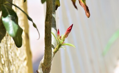flor do Cerrado