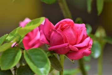 rosa