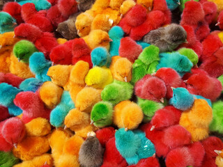 Fototapeta na wymiar Colorful chicks