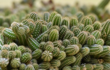 cactos