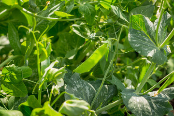 Green pea. Green bush of green peas with stems close-up.