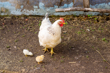 Hen and chickens pecking spilled grain. Poultry. Raising offspring. Agriculture.
