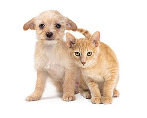 Obraz premium Cute Young Puppy Dog and Kitten Together