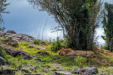 Male lion sleeping under a tree in Africa