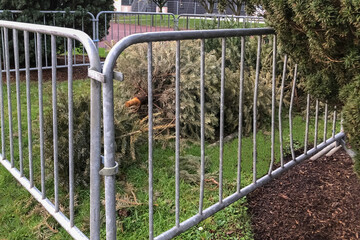 Used Christmas trees behind the fence in France