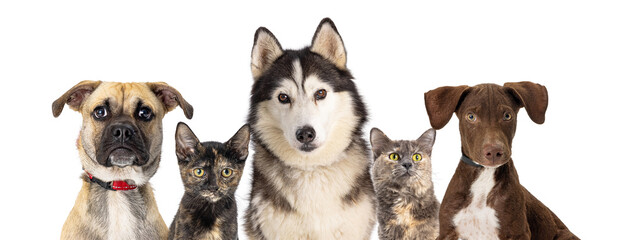 Row of Different Mixed Breed Pet Cats and Dogs