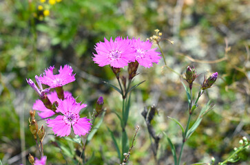 Carnation or Dianthus versicolor flower growing in Olkhon island, Russia.