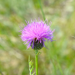 Klasea centauroides flower growing in Olkhon island, Russia