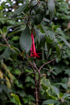 Arete zarcillo