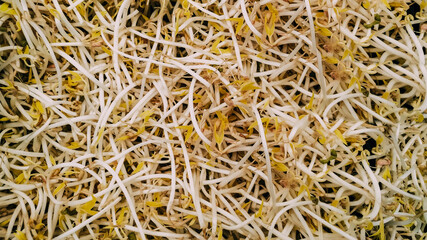 Soy bean germ sprout texture background
