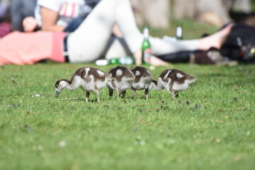 ducklings in the park