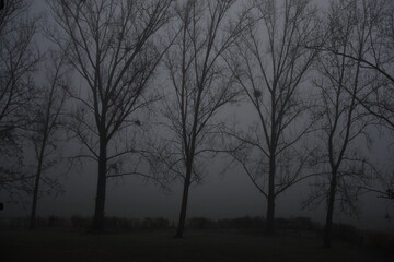 trees in the fog