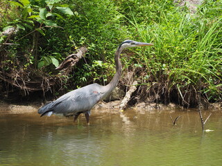 great blue heron wading through swamp