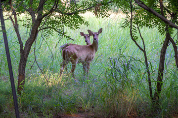 deer in the woods