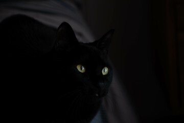 Vicente, la pantera de Villa Urquiza. © Carla