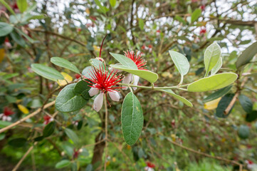 Acca sellowiana or Pineapple Guava tree branch with white red exotic fruit flowers close-up