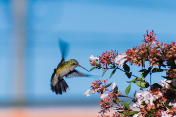 Picalflor colibrí hummingbird pájaro ave bird flores flor flowers flower spring priavera
