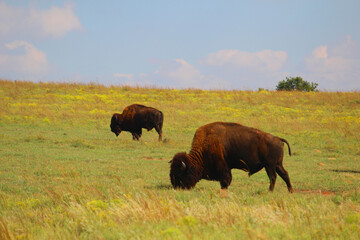 buffalo in the field