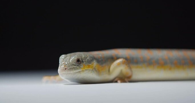 Adorable colorful reptile, lizard with gray and orange skin, close up, 4k