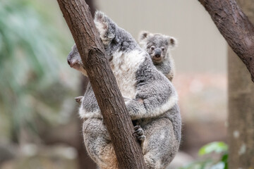 Baby koala peaks over mother’s shoulder while on a bare branch