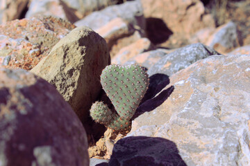 tiny cactus