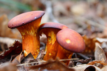 mushrooms in the forest