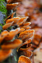 Mushrooms on a log