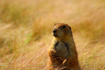prairie dog in the grass